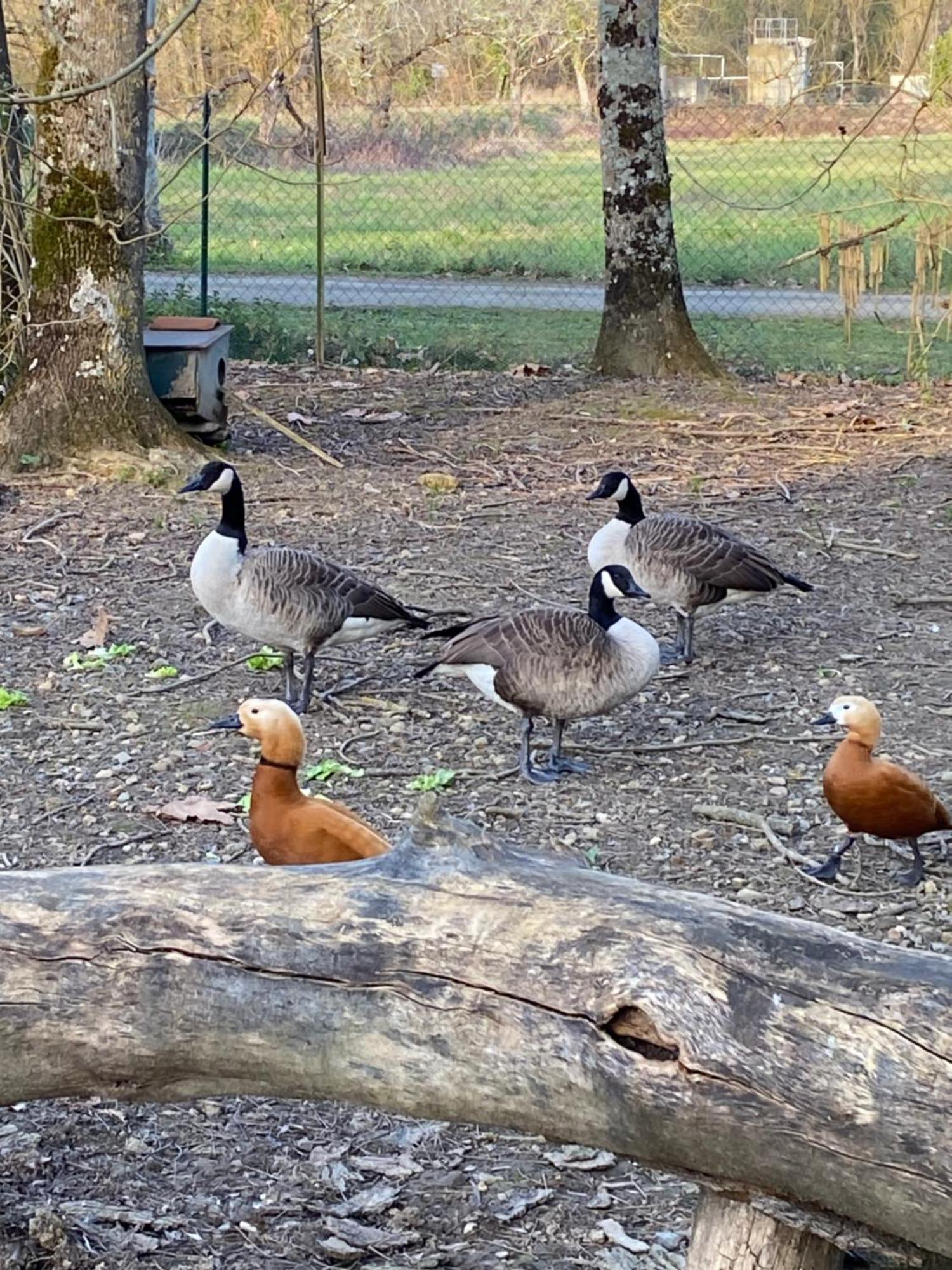 La Seigneurie De Tillac Luaran gambar
